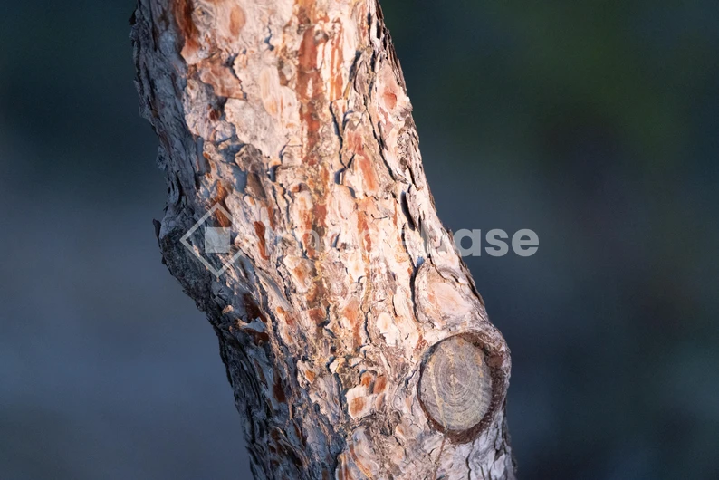 Close-up of Tree Bark