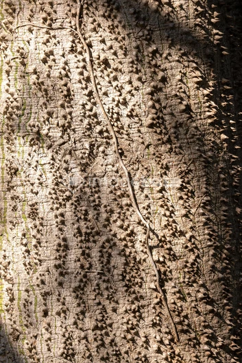 Detailed Tree Bark Texture