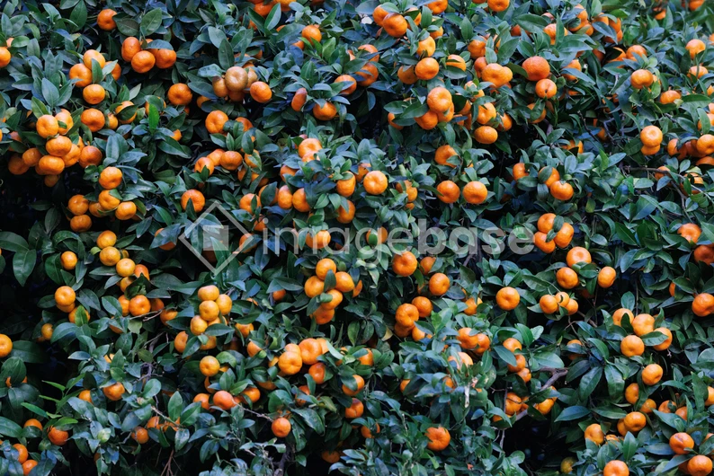 Ripe Orange Grove