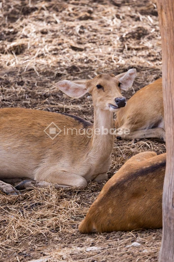Resting Deer in Natural Habitat