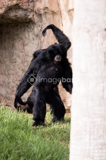 Playful Gibbon in Habitat