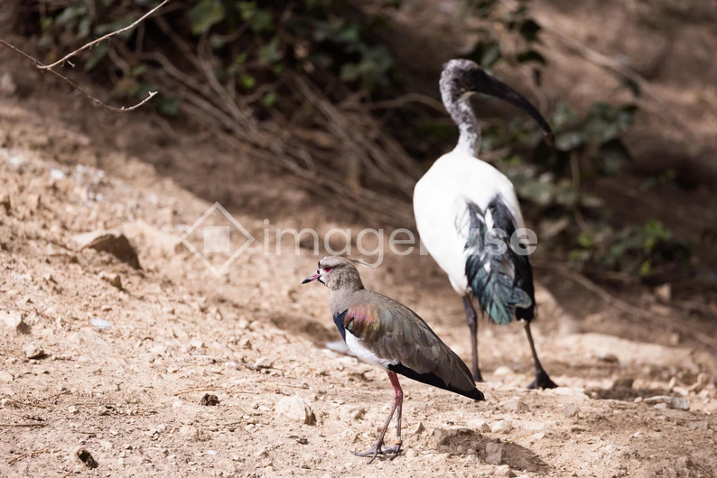 Birds in Natural Habitat