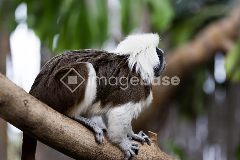 Cotton-top Tamarin on a Branch