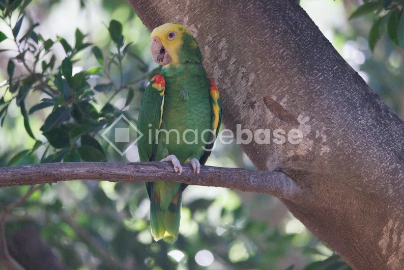 Parrot Perched on a Branch