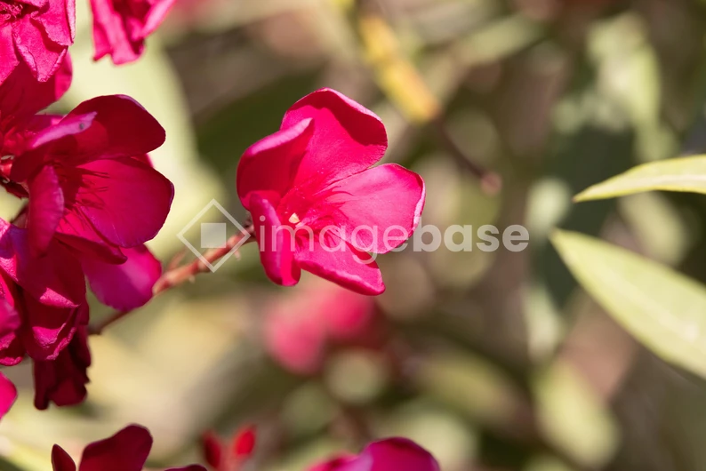 Bright Pink Flowers