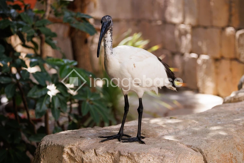 Ibis on a Stone