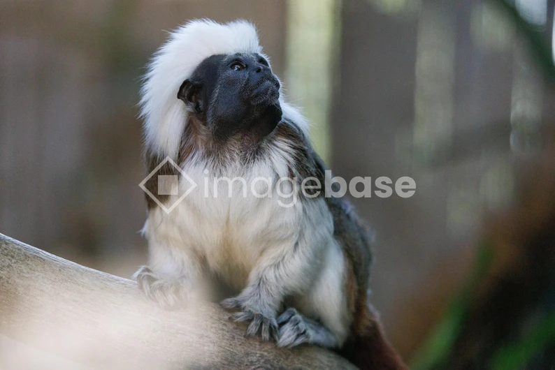 Cotton-Top Tamarin on a Branch
