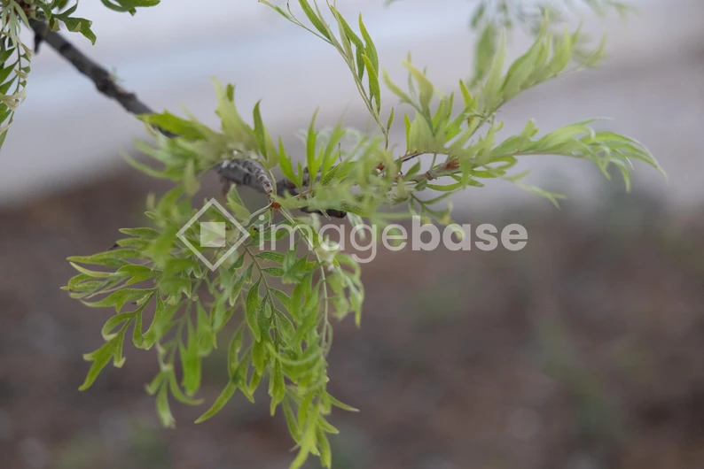 Close-up of Fresh Green Leaves