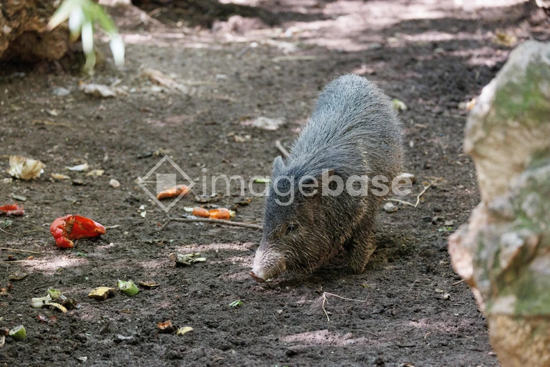 Wild Hog in Natural Habitat