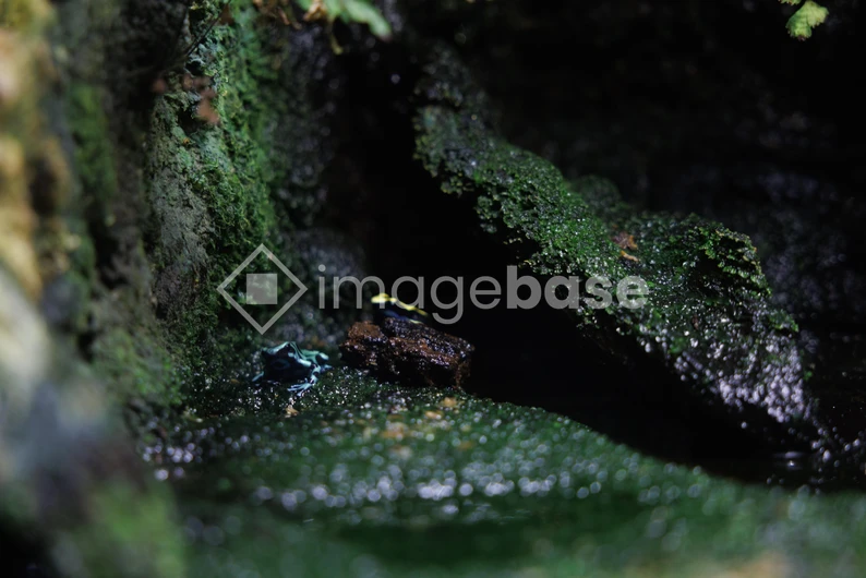 Rainforest Frogs