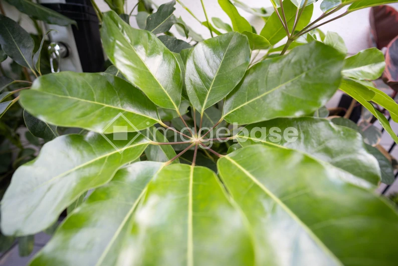 Close-Up of Green Leaves