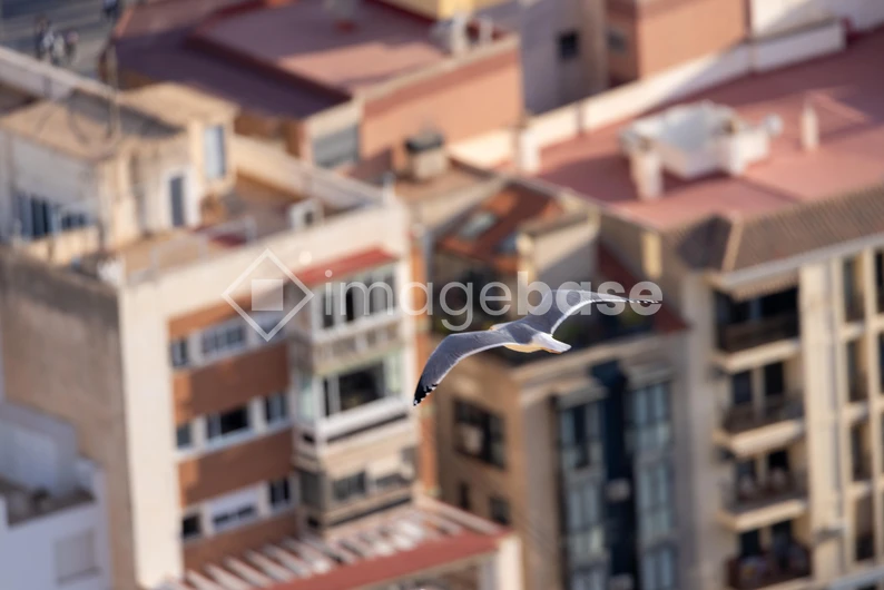 Seagull Over Urban Landscape