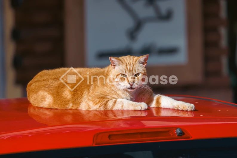 Cat on a Car