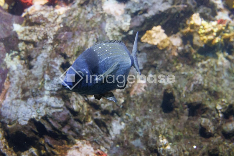 Underwater Fish Scene