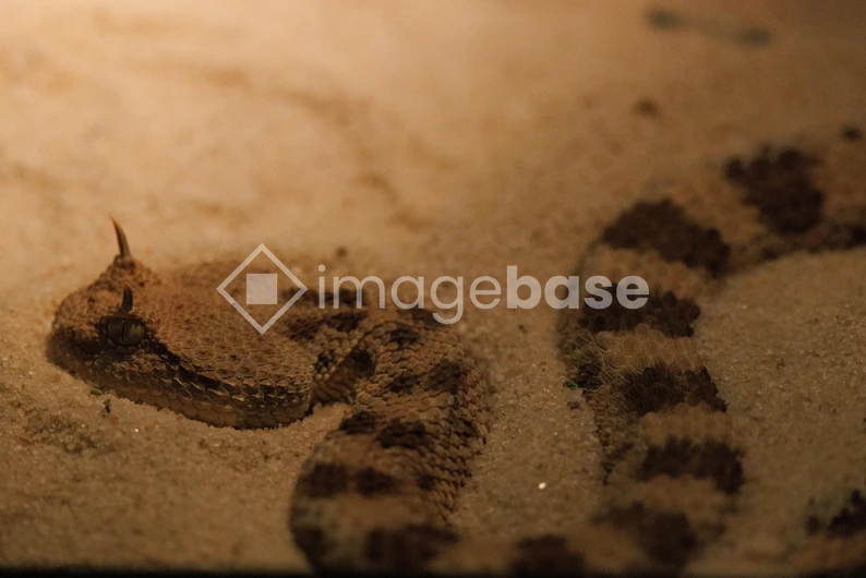 Desert Snake in Natural Habitat