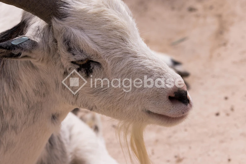 Profile of a Goat