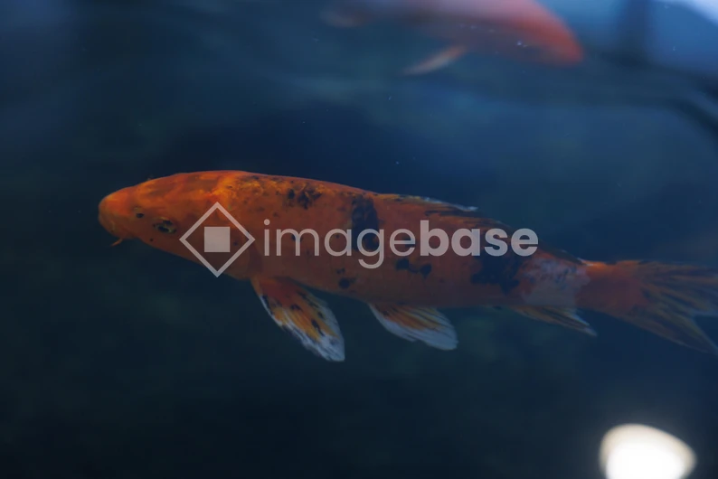 Swimming Koi Fish