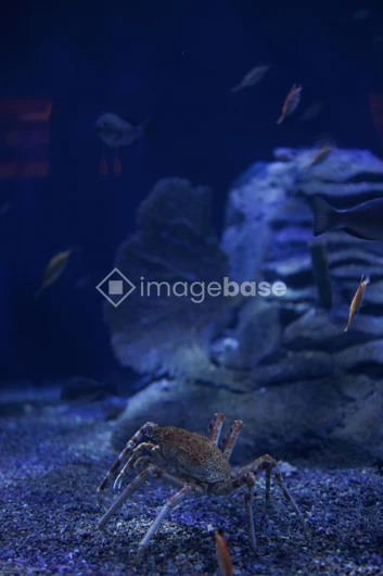 Aquatic Life
