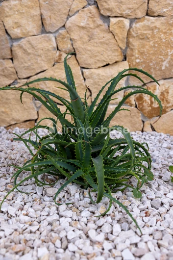 Succulent and Stone Wall