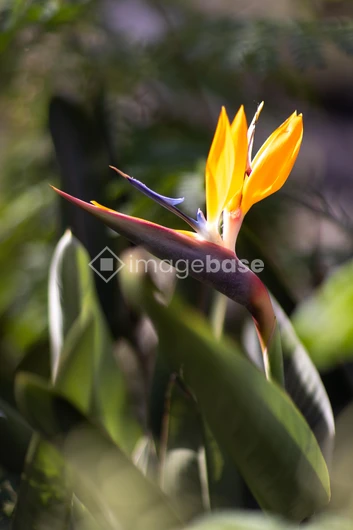 Vibrant Bird of Paradise Flower
