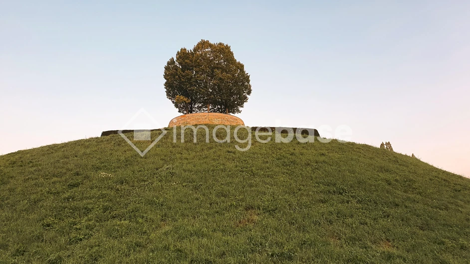 Solitary Tree on Hill
