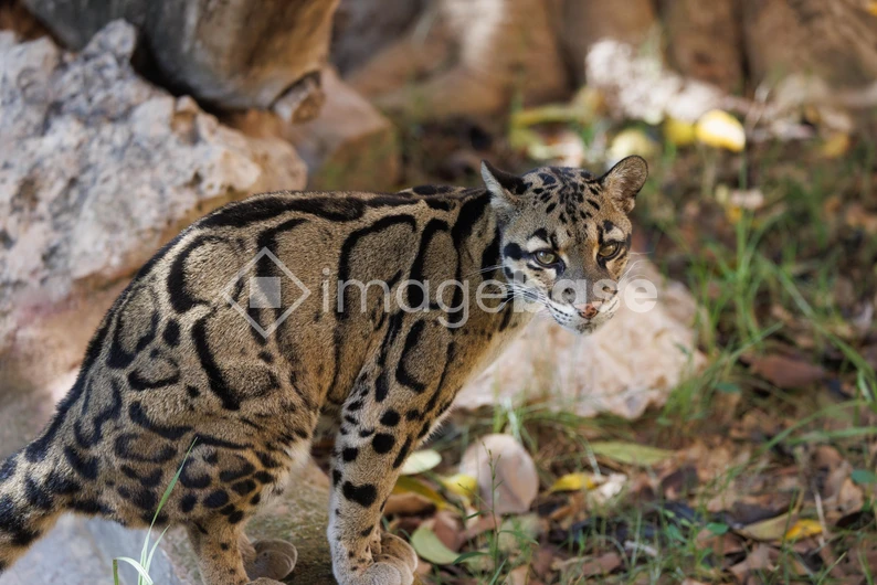 Clouded Leopard in Natural Habitat