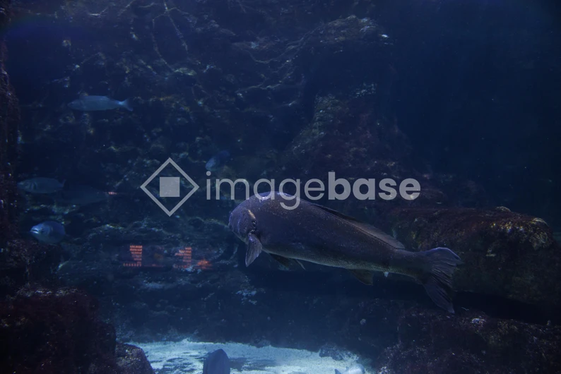 Aquarium Scene