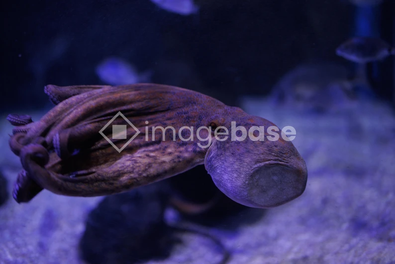 Aquatic Octopus Display