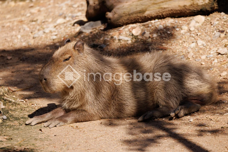 Capybara in Sunlight