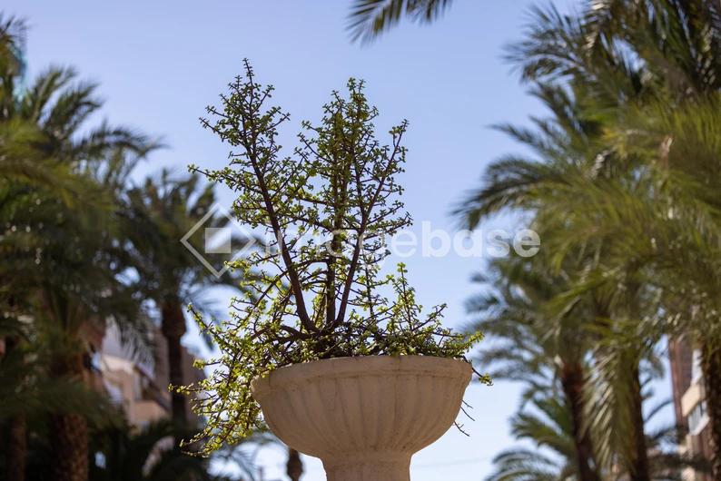 Palm-Lined Oasis