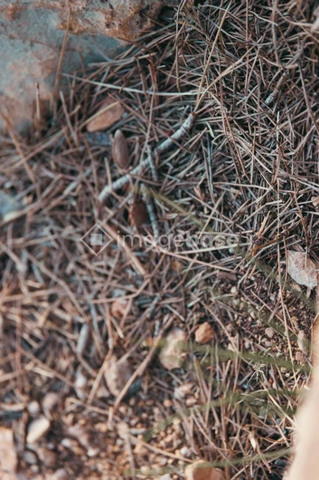 Earthy Terrain Texture