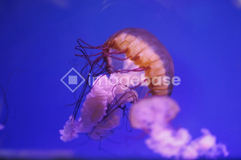 Jellyfish in Aquarium