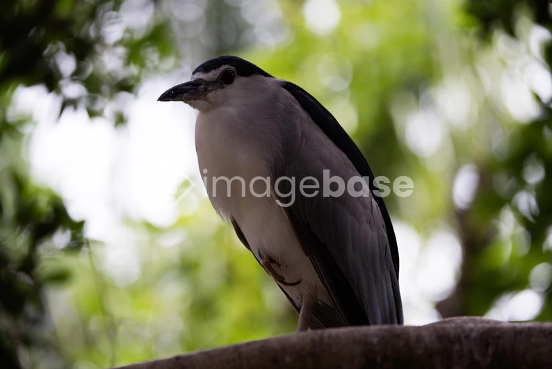 Bird Perched on a Tree Branch