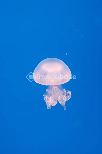 Jellyfish in Blue Waters