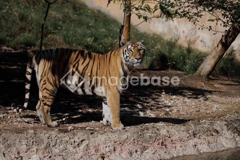 Majestic Tiger in Natural Habitat