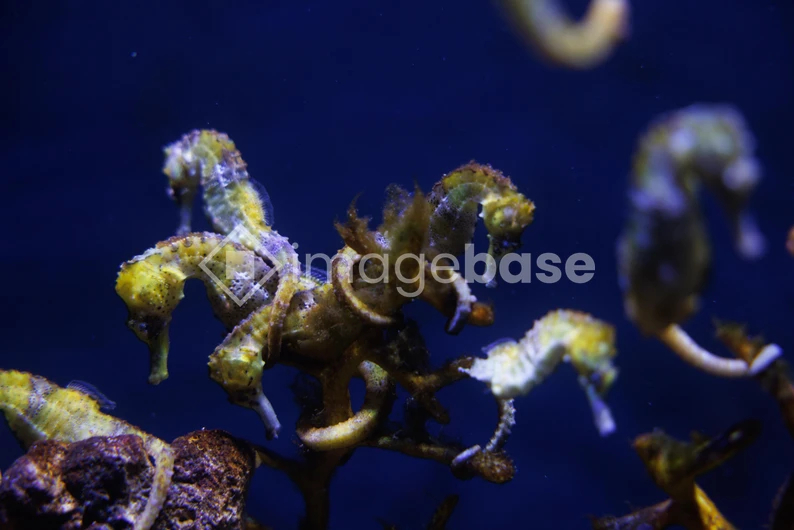 Seahorses in the Ocean
