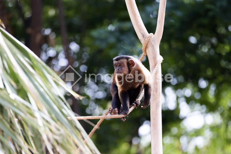 Monkey on a Rope