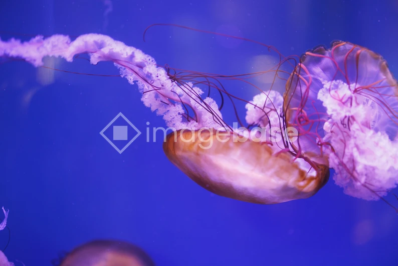 Mesmerizing Jellyfish