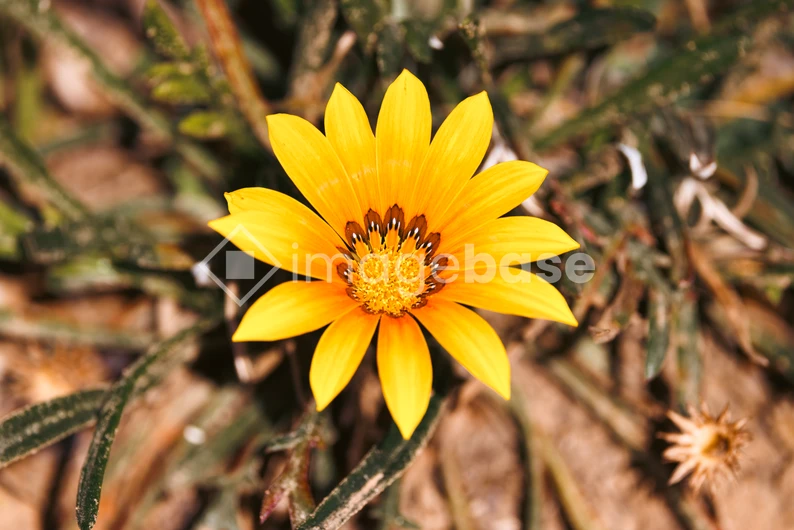 Bright Yellow Flower