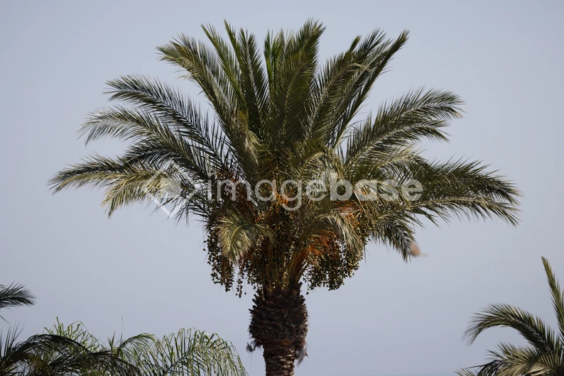 Serene Palm Tree
