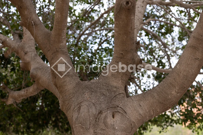 Tree Trunk and Branches