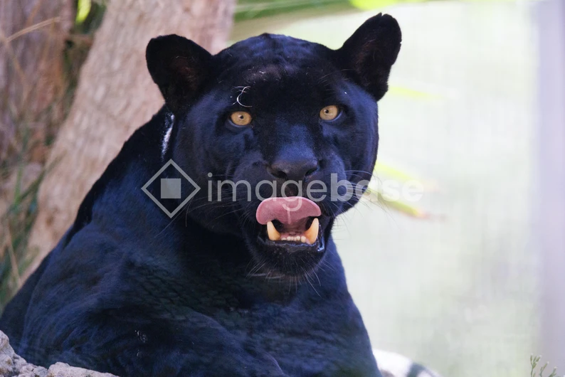 Majestic Black Panther