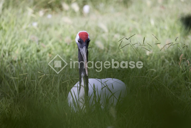Solitary Bird in Grass