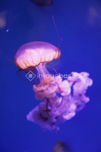 Graceful Jellyfish in Blue Waters