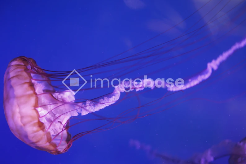 Graceful Jellyfish in Blue Waters