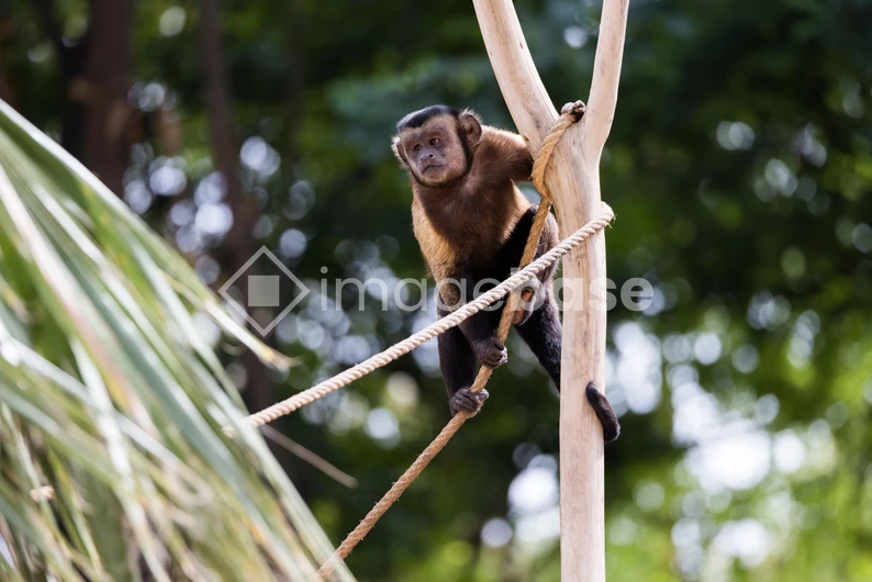 Monkey on a Tree