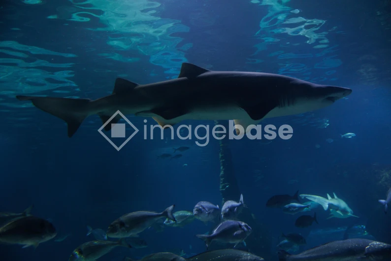 Underwater Shark