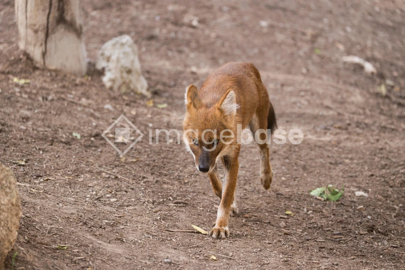 Wild Canine in Natural Habitat