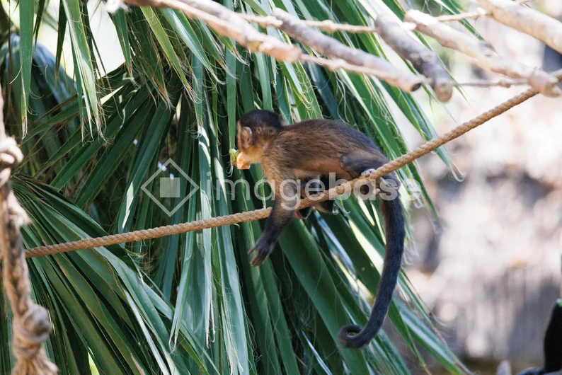 Monkey on a Rope