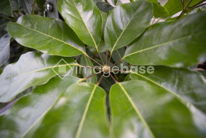 Close-up of Green Leaves